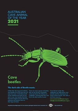 Cave Beetles